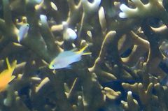 Neopomacentrus miryae