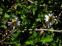 Aphanostephus ramosissimus