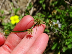 Aphanostephus ramosissimus