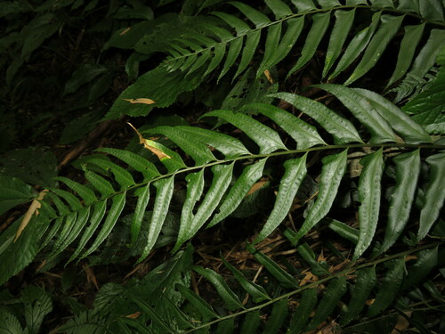 Cyrtomium hookerianum iNat (2)