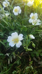 Limnanthes