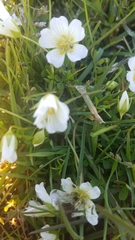 Limnanthes