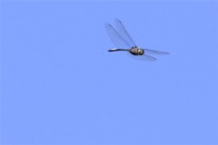 Zygonyx natalensis