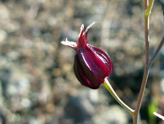 Streptanthus glandulosus niger