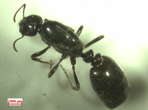 Trichomyrmex evansiTrichomyrmex evansi