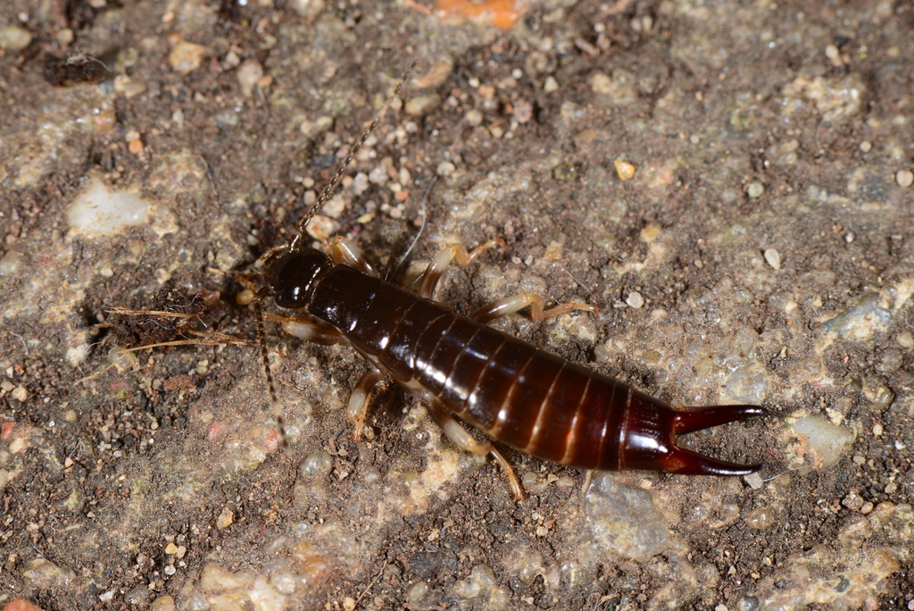 Euborellia arcanum