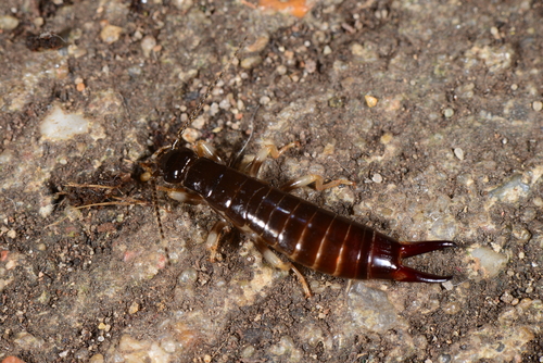 Euborellia arcanum