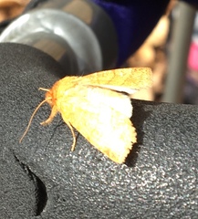 Pyreferra hesperidago