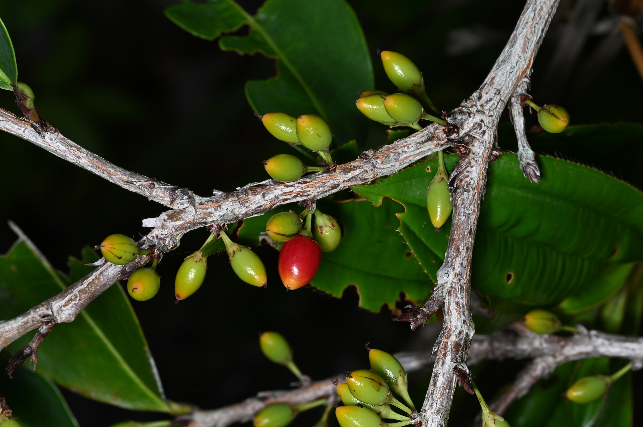Imagem de Coca