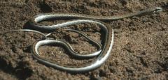Psammophis biseriatus