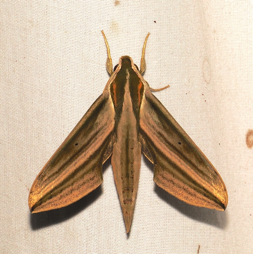 Xylophanes isaon
