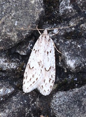 Semioscopis megamicrella