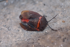Coridius fuscus