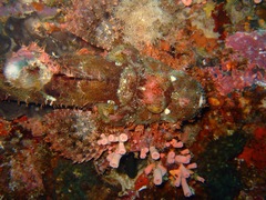 Scorpaenopsis oxycephalus