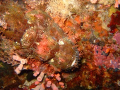 Scorpaenopsis oxycephalus