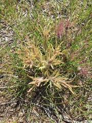 Castilleja pilosa