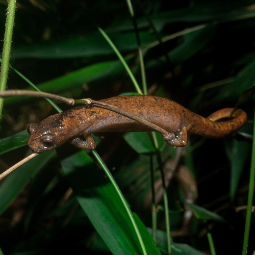 Savage's Salamander, Bolitoglossa savagei