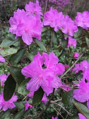 Rhododendron