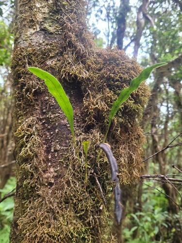 Elaphoglossum wawrae observed 2023-11-03