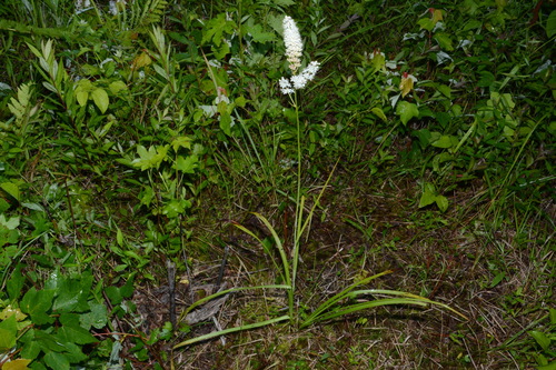 Image of Stenanthium tennesseense by (c) Brian Finzel, some rights reserved (CC BY-SA)