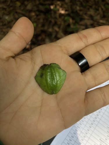 Buchenavia oxycarpa