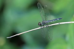 Chalcostephia flavifrons