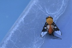 Ancala africana
