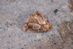 Phlossa conjuncta