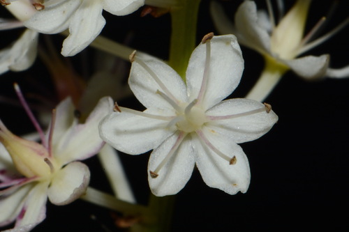 Image of Stenanthium tennesseense by (c) Brian Finzel, some rights reserved (CC BY-SA)