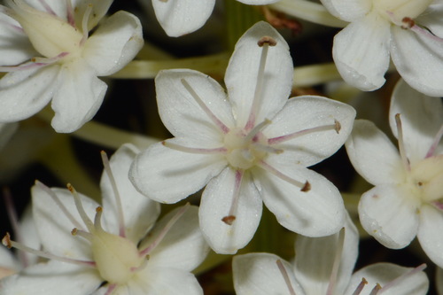Image of Stenanthium tennesseense by (c) Brian Finzel, some rights reserved (CC BY-SA)