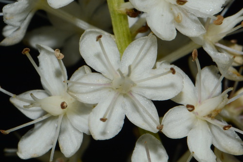 Image of Stenanthium tennesseense by (c) Brian Finzel, some rights reserved (CC BY-SA)