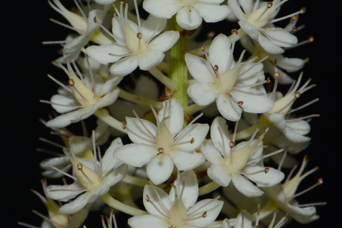 Image of Stenanthium tennesseense by (c) Brian Finzel, some rights reserved (CC BY-SA)