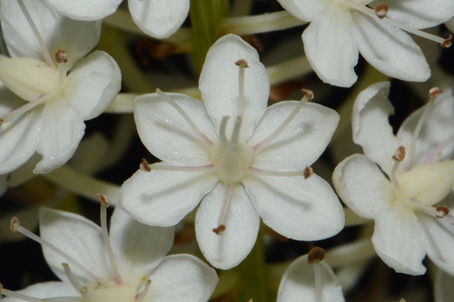 Image of Stenanthium tennesseense by (c) Brian Finzel, some rights reserved (CC BY-SA)