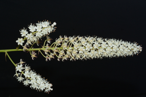 Image of Stenanthium tennesseense by (c) Brian Finzel, some rights reserved (CC BY-SA)