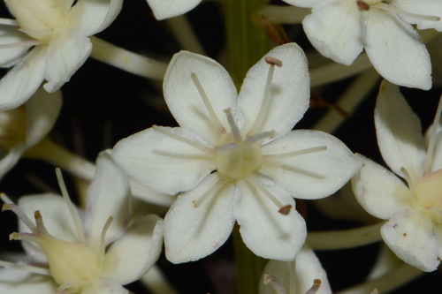 Image of Stenanthium tennesseense by (c) Brian Finzel, some rights reserved (CC BY-SA)