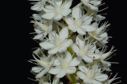 Image of Stenanthium tennesseense by (c) Brian Finzel, some rights reserved (CC BY-SA)