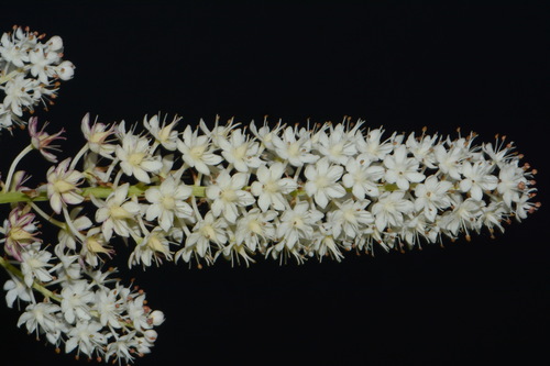 Tennessee Death-camas (Stenanthium tennesseense)
