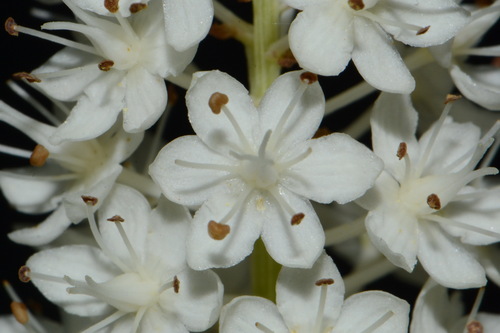 Image of Stenanthium tennesseense by (c) Brian Finzel, some rights reserved (CC BY-SA)