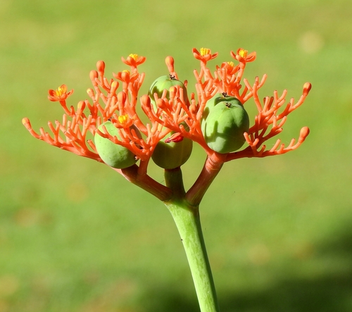Foto de Barrigudinha