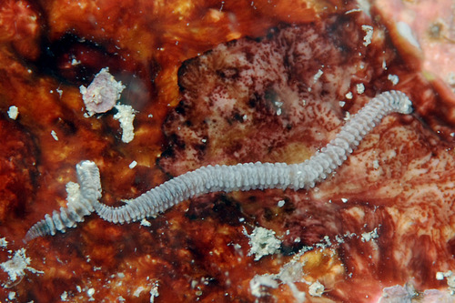 Representative image of Iphitime