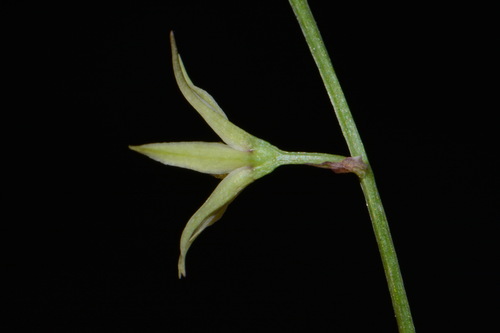 Image of Stenanthium gramineum by (c) Brian Finzel, some rights reserved (CC BY-SA)