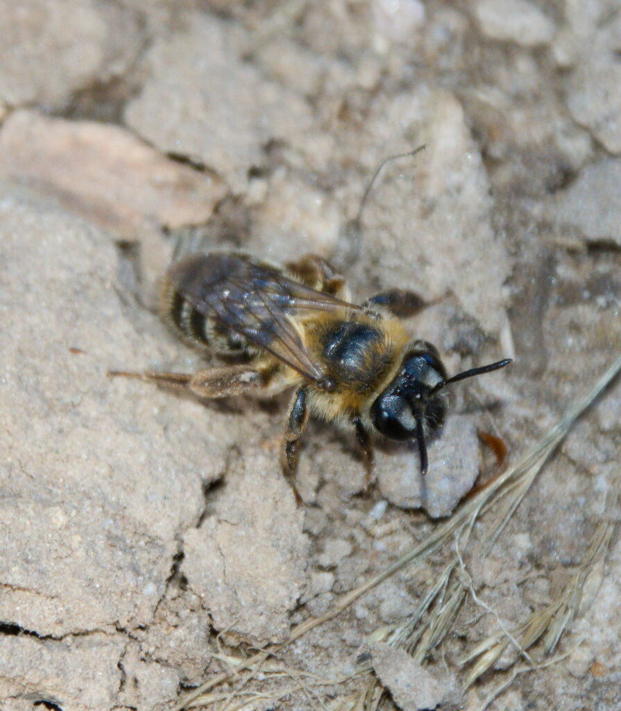 Mining Bees from Province of Reggio Emilia, Italy on September 6, 2023 ...