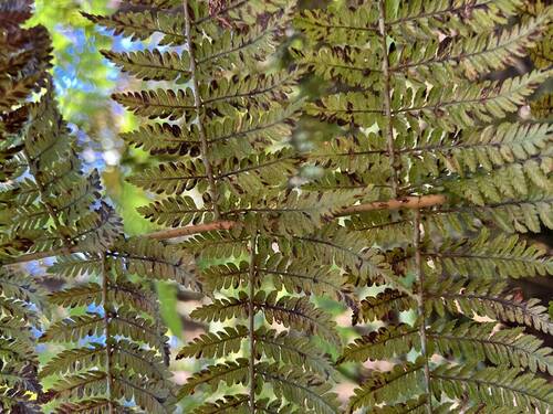 Dryopteris unidentata observed 2023-11-03