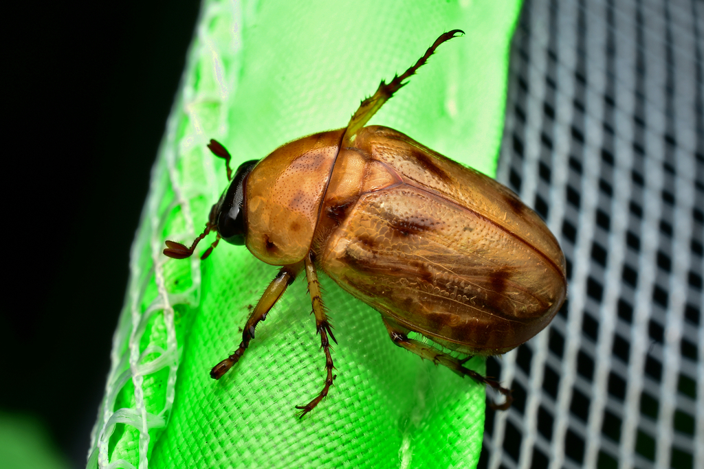 Cyclocephala lunulata from San José, Turrubares, San Pablo, Purires ...