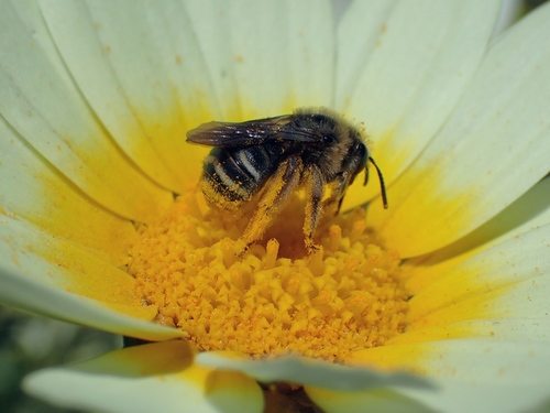 Representative image of Eucera elongatula