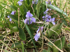Viola