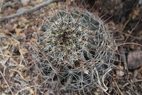 Counterclockwise nipple cactus (Cochemiea mainiae)
