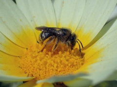 Eucera elongatula
