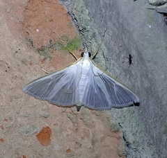 Diaphania costata