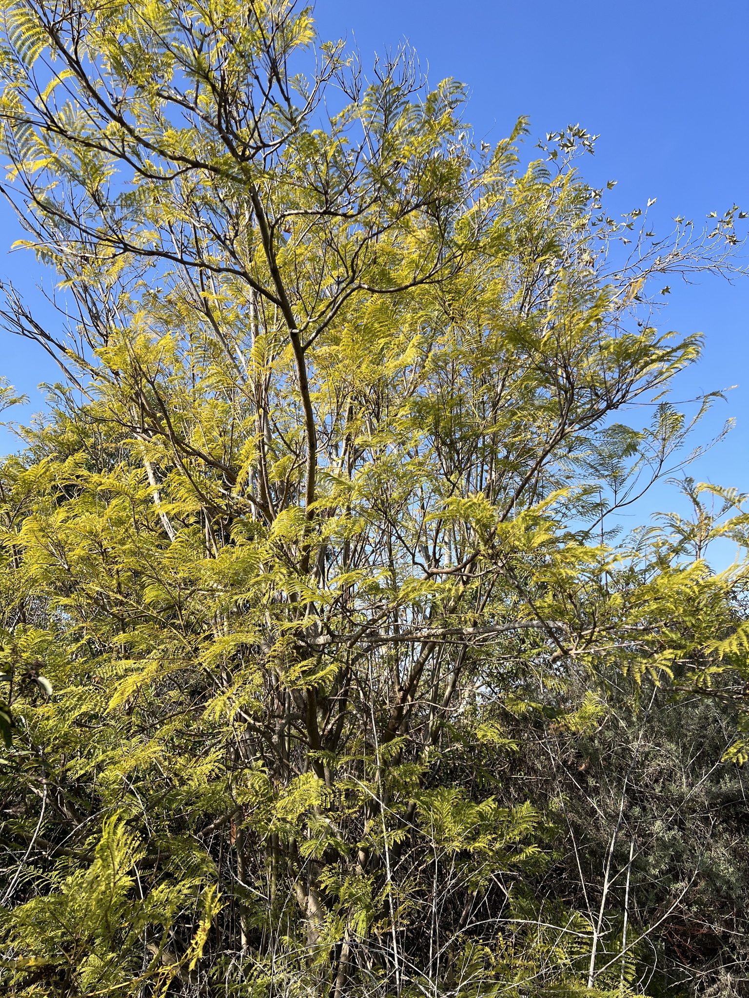 Imagem de Jacarandá